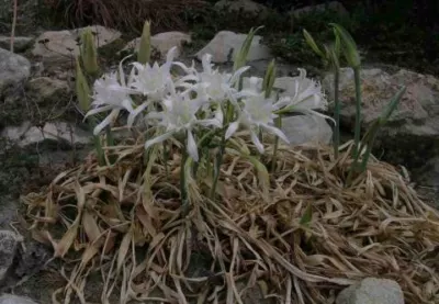 Pancratium maritimum/100