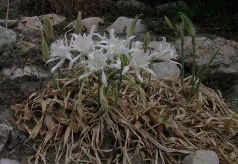 Pancratium maritimum/100