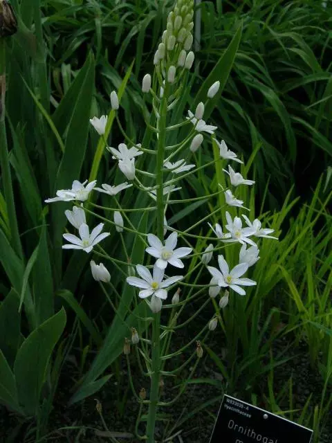 Ornithogalum pyranaicum