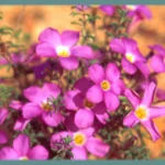 Oxalis hirta ‘Gothenburg’