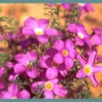 Oxalis hirta ‘Gothenburg’
