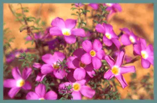Oxalis hirta &lsquo;Gothenburg&rsquo;