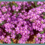 Oxalis hirta ‘Gothenburg’ — Oxalis