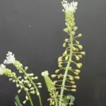 Leopoldia comosum album