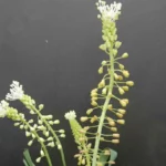 Leopoldia comosum album