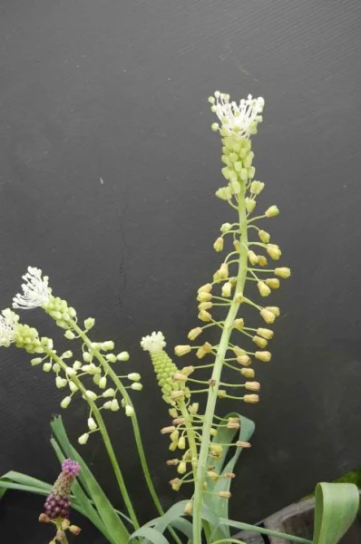 Leopoldia comosum album