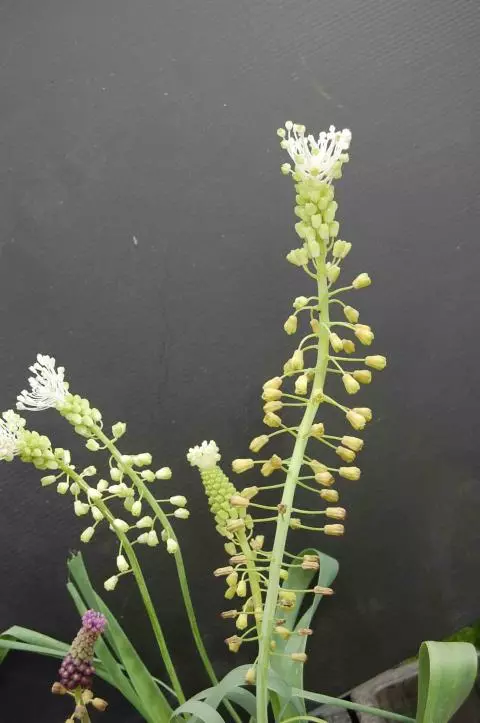 Leopoldia comosum album