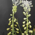 Leopoldia comosum album — muscari