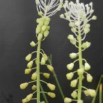 Leopoldia comosum album — photo 2