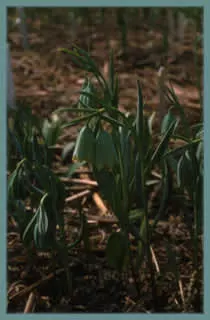 Fritillaria carica