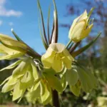 Fritillaria raddeana