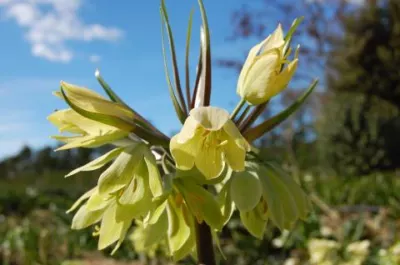 Fritillaria raddeana
