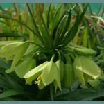 Fritillaria raddeana — Fritillaria