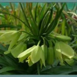 Fritillaria raddeana — photo 2