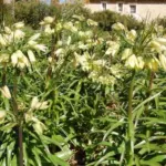 Fritillaria raddeana — raddeana