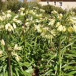 Fritillaria raddeana — photo 3