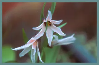 Fritillaria stenanthera