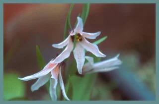 Fritillaria stenanthera
