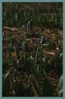 Fritilaria stribrnyi