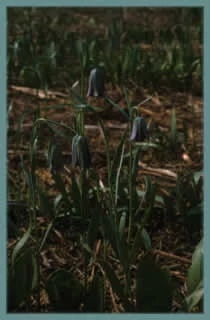 Fritilaria stribrnyi