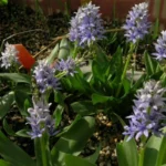 Scilla lingulata tardive VOIR Genre Hyacinthoides
