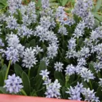 Scilla lingulata tardive VOIR Genre Hyacinthoides — photo 2