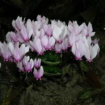 Cyclamen africanum