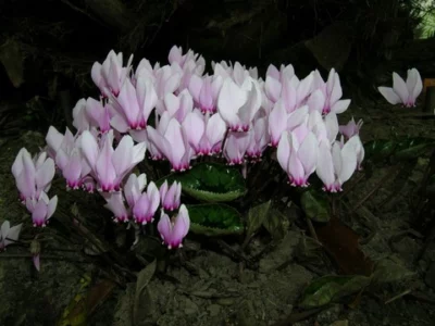 Cyclamen africanum