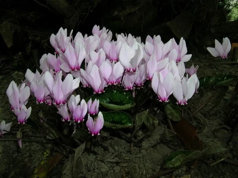 Cyclamen africanum