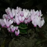 Cyclamen africanum