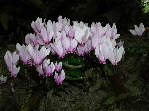 Cyclamen africanum