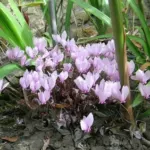 Cyclamen africanum — Cyclamen