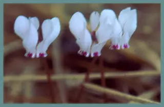 Cyclamen cilicicum