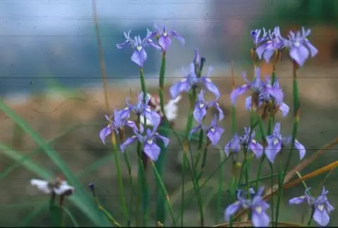 Moraea algoensis