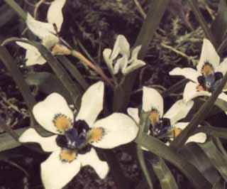 Moraea falcifolia