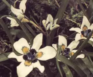 Moraea falcifolia