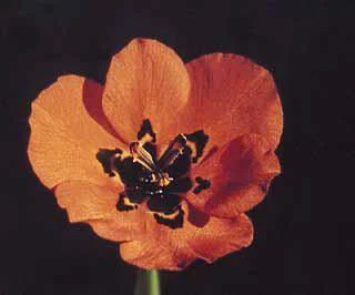 Moraea insolens