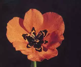 Moraea insolens