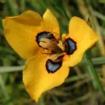 Moraea tulbaghensis