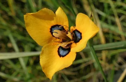 Moraea tulbaghensis