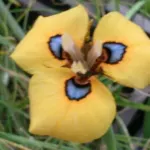 Moraea tulbaghensis — photo 2