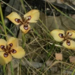 Moraea tulbaghensis — photo 3