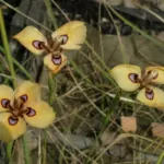 Moraea tulbaghensis — photo 3