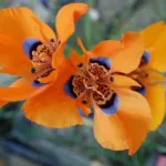 Moraea tulbaghensis — photo 4