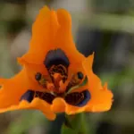 Moraea tulbaghensis — photo 5