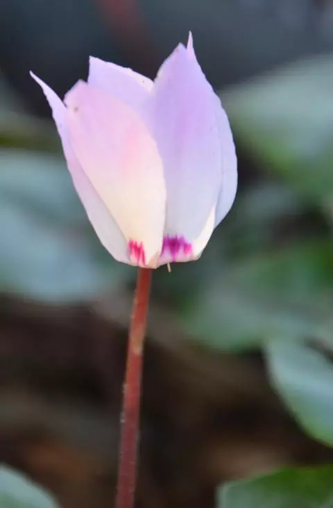 Cyclamen libanoticum