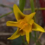 Moraea elegans jaune/vert — moraea