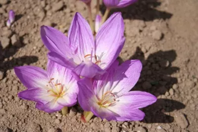 Colchicum bivonae ‘Apollo’