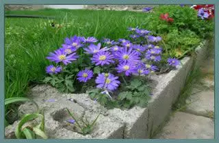 Anemone blanda Blue Shades/100