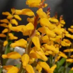 Lachenalia aloides A B Ronina